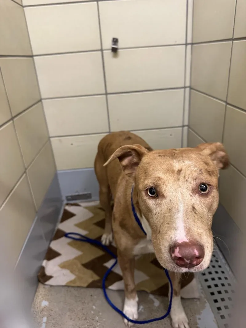 A young medium-sized female Staffordshire Bull Terrier dog named Blu for adoption in Houston, TX