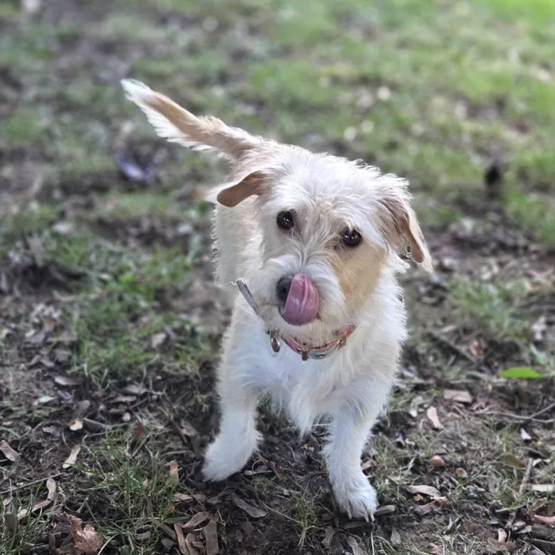 A young small-sized female Terrier dog named Summer for adoption in Eugene, OR
