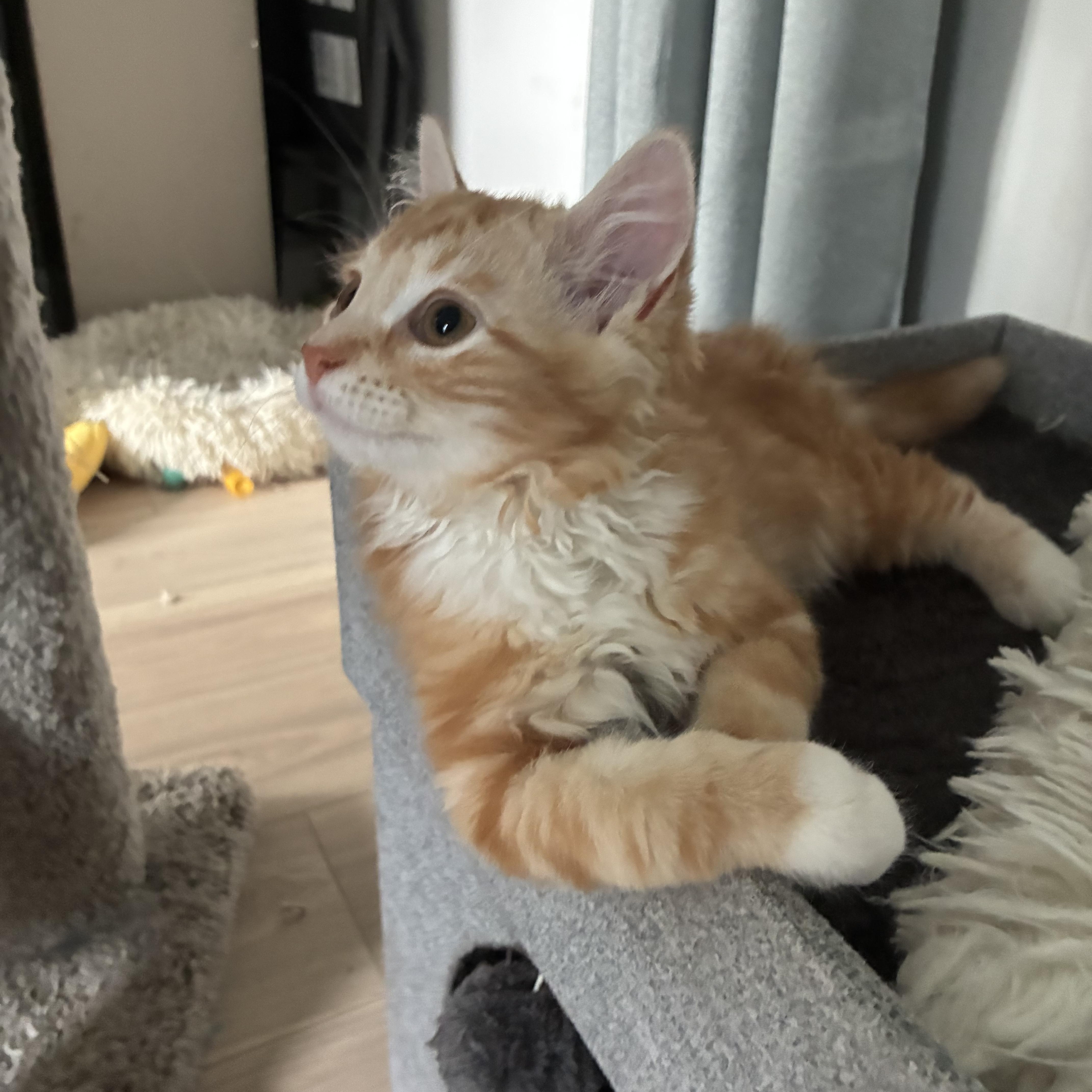 A baby small-sized female Orange & White Domestic Short Hair cat named Peaches for adoption in Warminster, PA