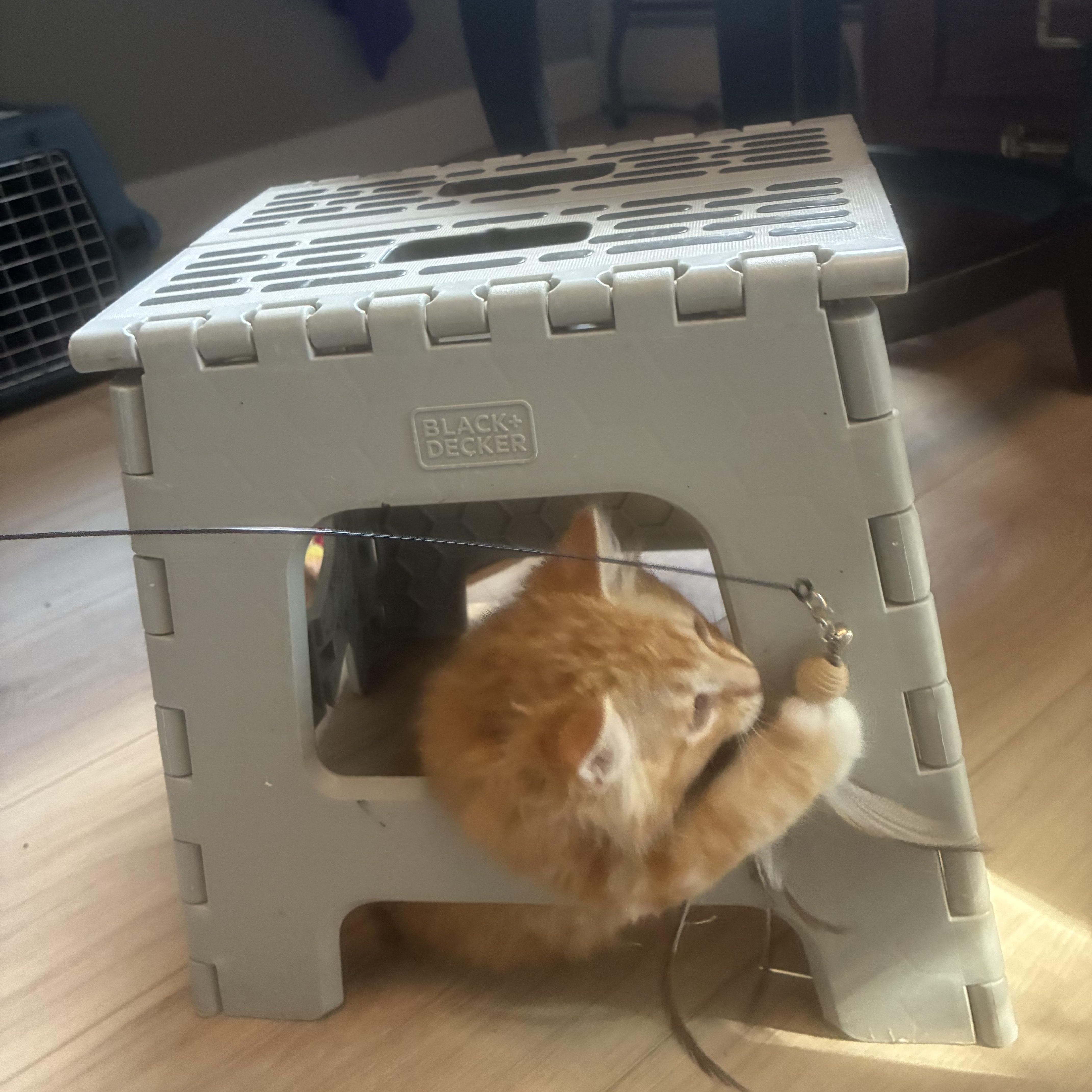 Peaches thumbnail 2
