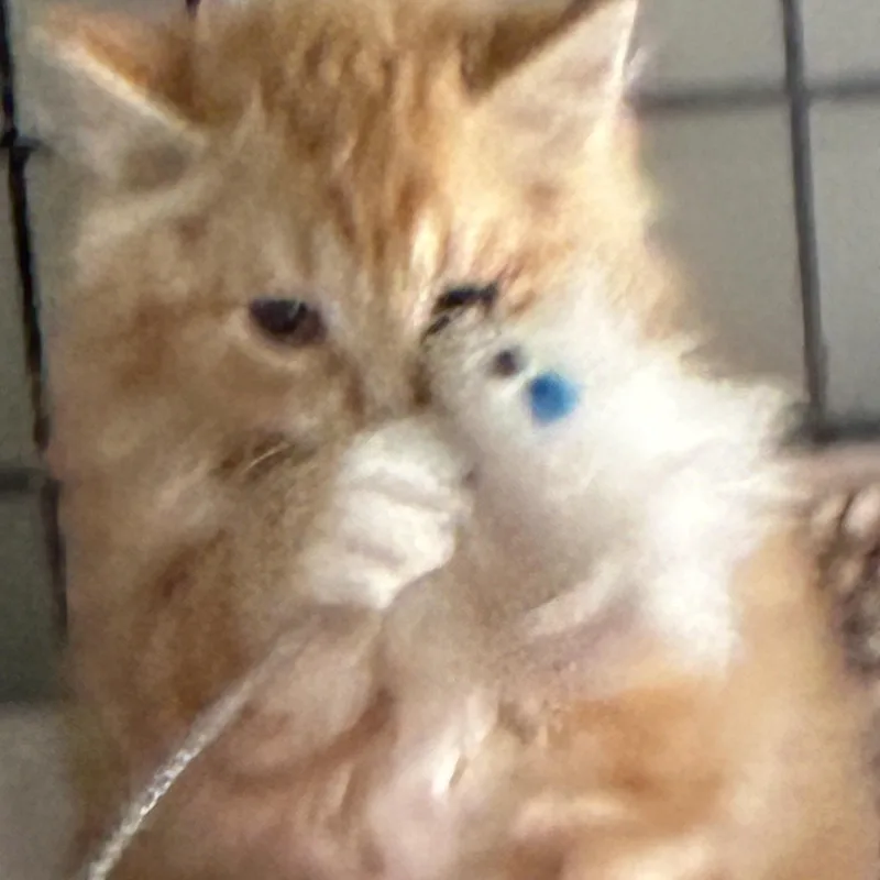 Peaches thumbnail 3