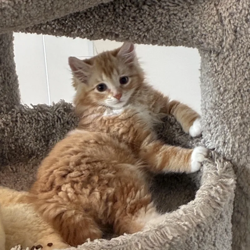 Peaches thumbnail 4