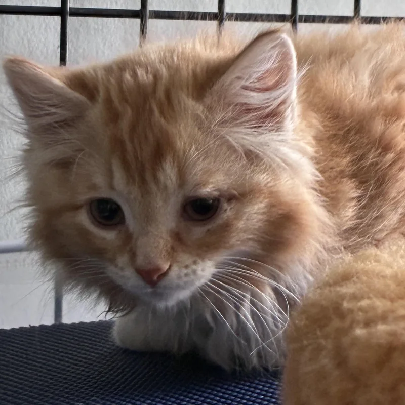 Peaches thumbnail 5