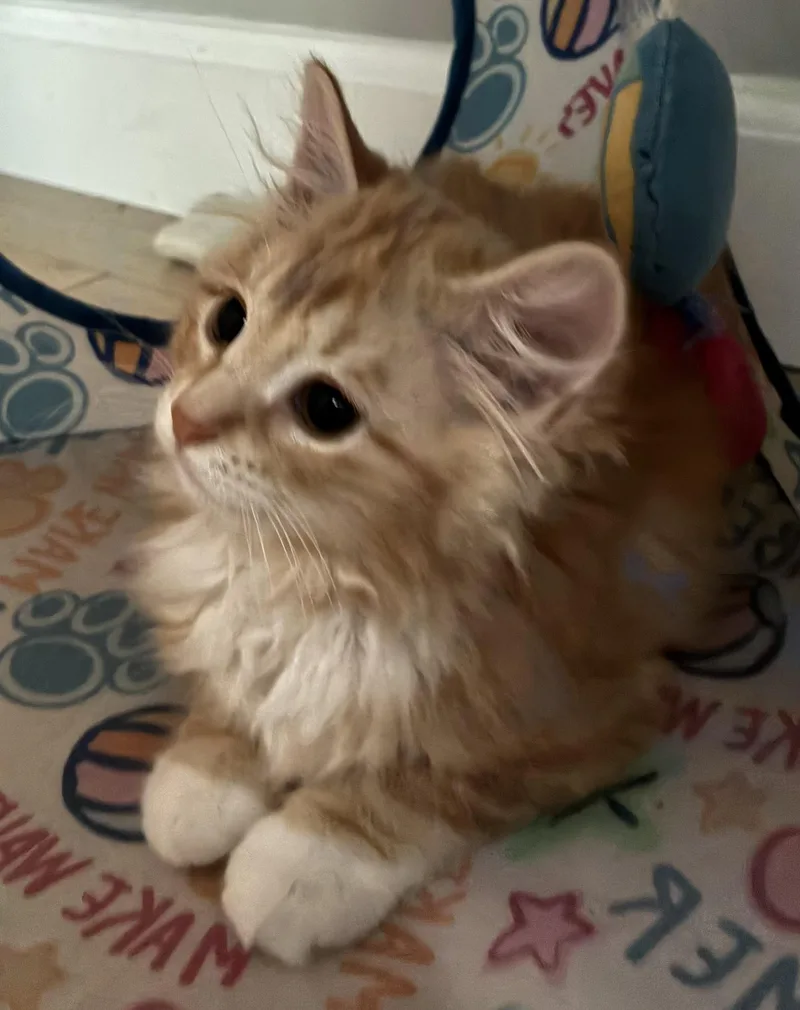 Peaches thumbnail 6