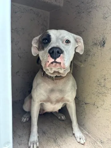A young large-sized female Mixed Breed dog named Calypso for adoption in West Palm Beach, FL