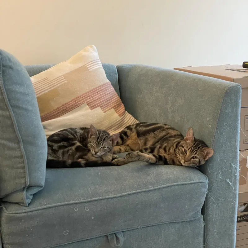 A baby medium-sized male Tabby (Brown / Chocolate) Domestic Short Hair cat named Tavern for adoption in Worcester, MA