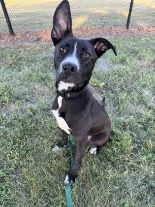 An adult medium-sized female Mixed Breed dog named Misa for adoption in Kansas City, MO