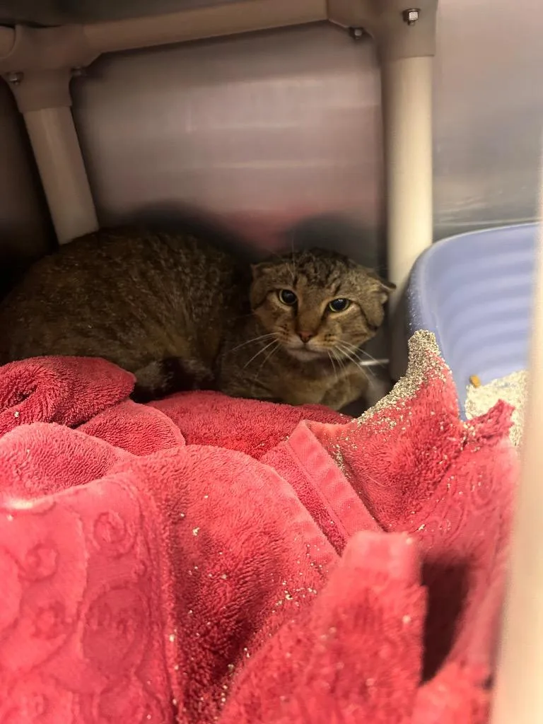 A young small-sized male Domestic Short Hair cat named Screech for adoption in New Manchester, WV