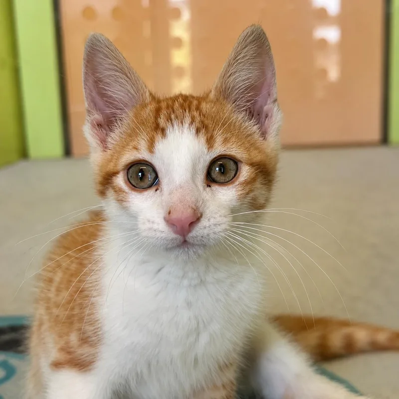 A baby medium-sized male Orange / Red Domestic Short Hair cat named Del Taco for adoption in Pontiac, MI
