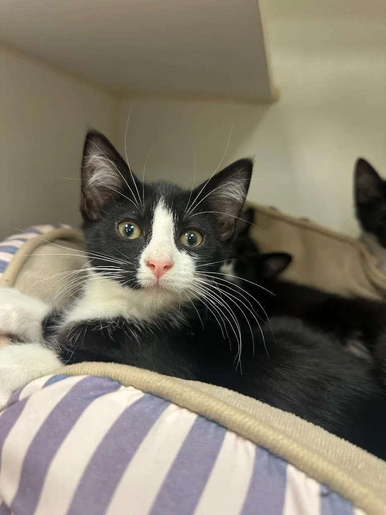 A baby small-sized female Domestic Short Hair cat named Panda for adoption in Johnson City, TN