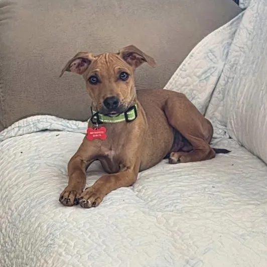 A young small-sized male Golden Mixed Breed dog named Scoobie for adoption in Little Rock, AR