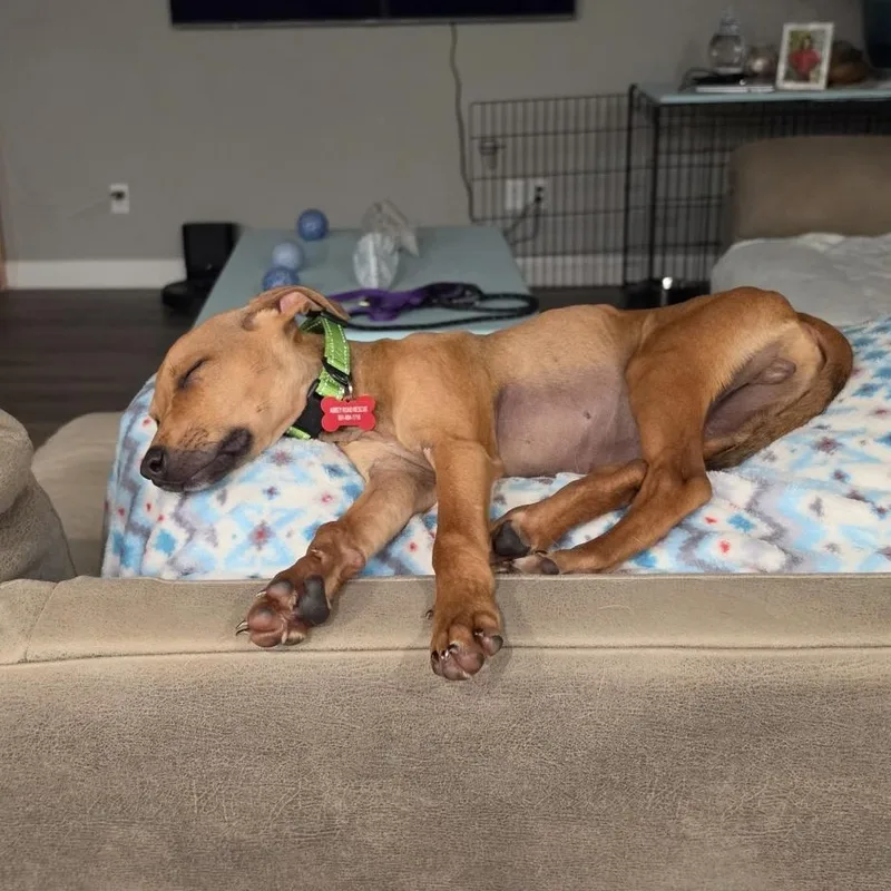 Scoobie thumbnail 2