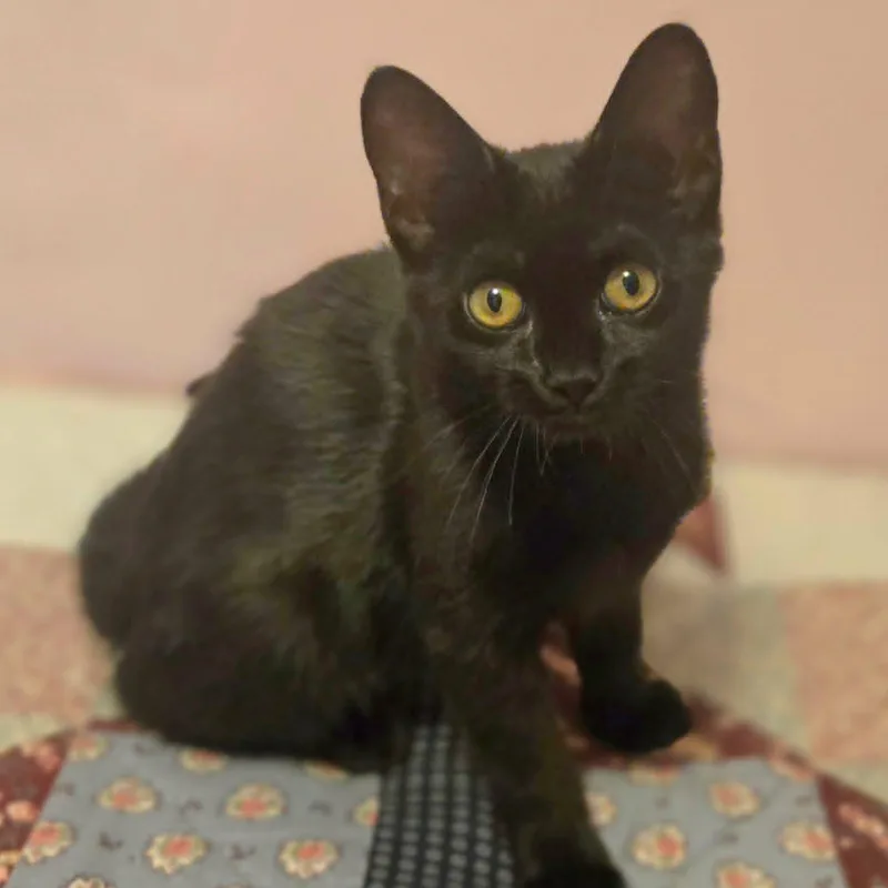 A baby medium-sized female Black Domestic Short Hair cat named Maude for adoption in Watertown, WI