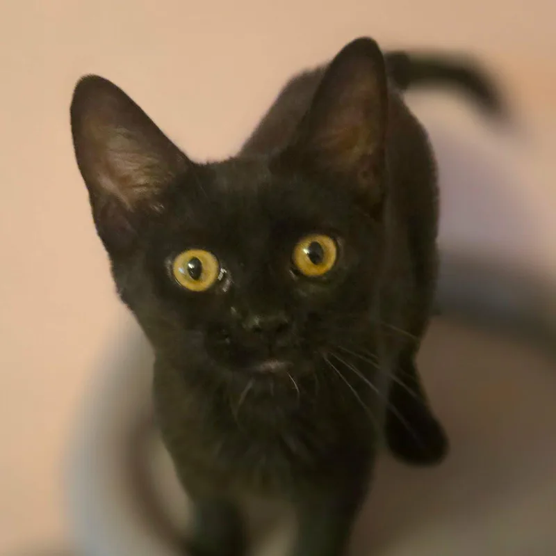 Maude thumbnail 3