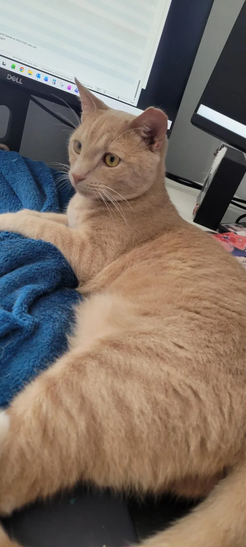 An adult medium-sized male Orange & White Domestic Short Hair cat named Bowser & Oscar for adoption in Lewis Center, OH