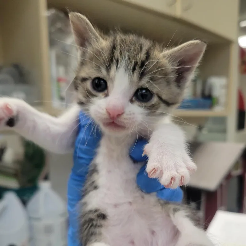 A baby small-sized female Brown / Chocolate Domestic Short Hair cat named Canberra for adoption in Westminster, CA