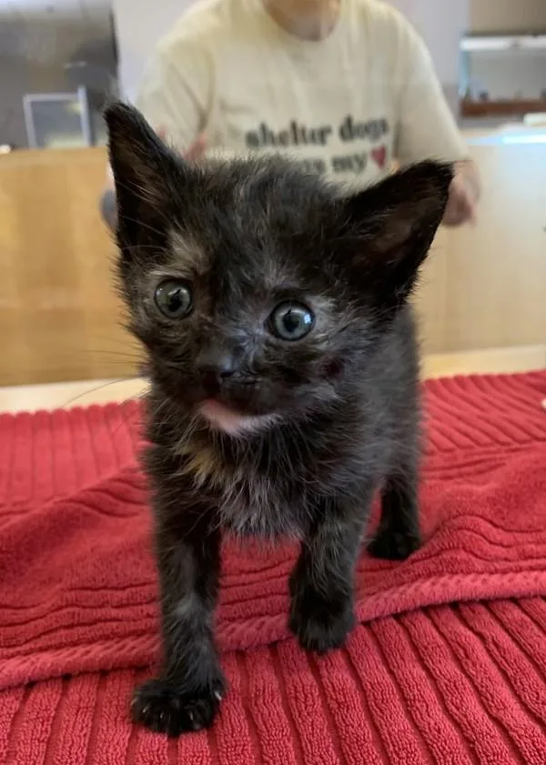 A baby small-sized female Domestic Short Hair cat named Makita for adoption in Santa Rosa, CA