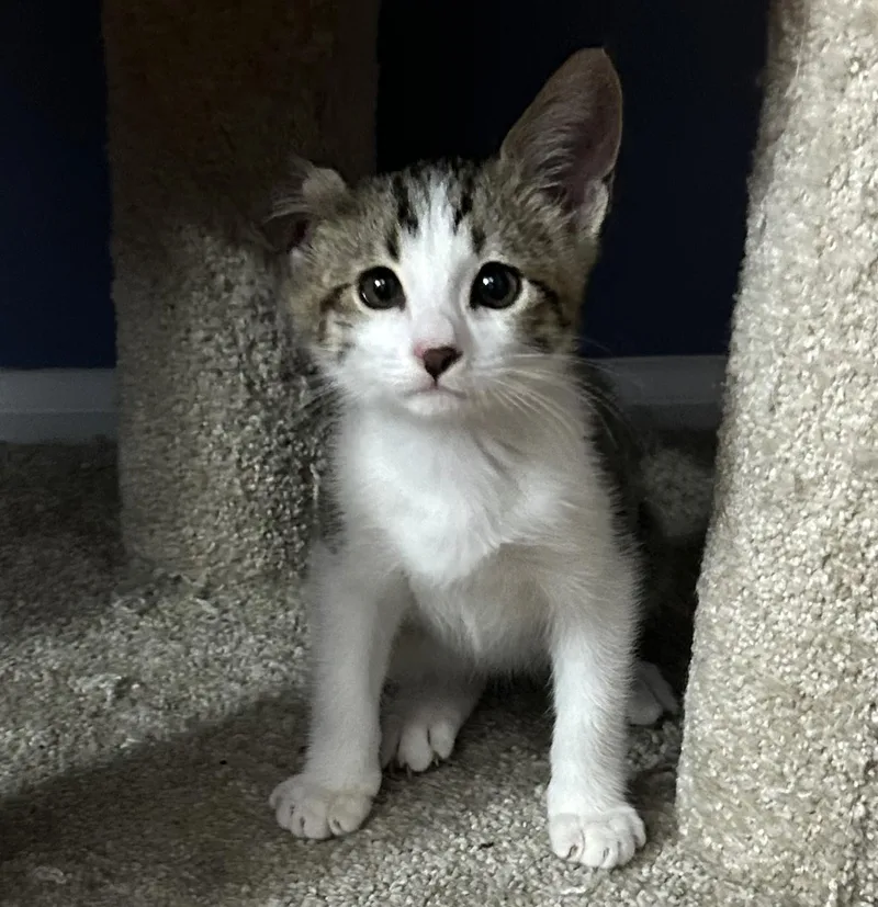 A baby small-sized male Tabby (Brown / Chocolate) Tabby cat named Vincent for adoption in Burbank, CA