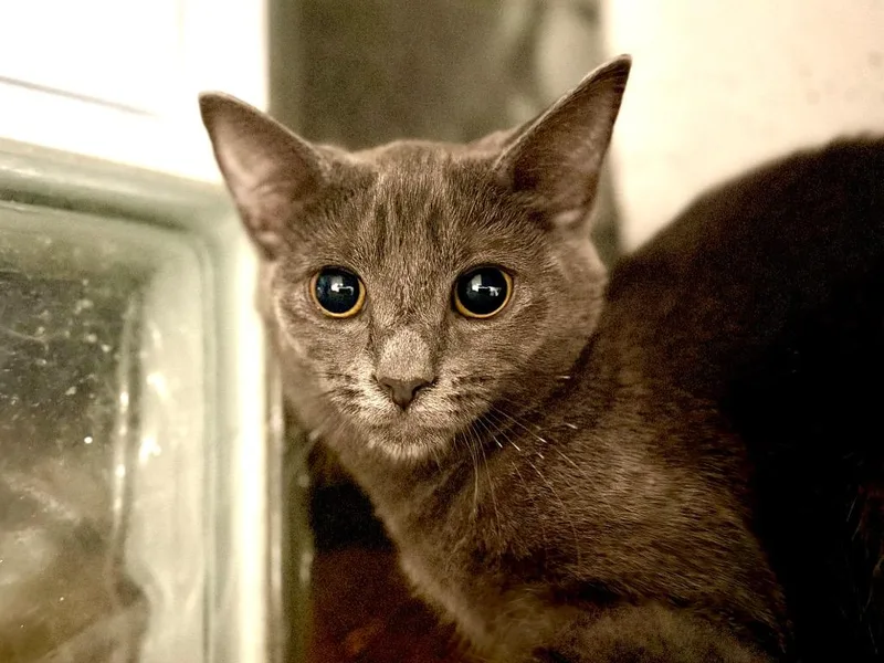 A baby small-sized female Domestic Short Hair cat named Novalee for adoption in Powell, OH
