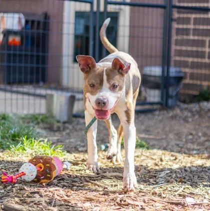 A senior large-sized female Mixed Breed dog named Sprightly for adoption in Chamblee, GA