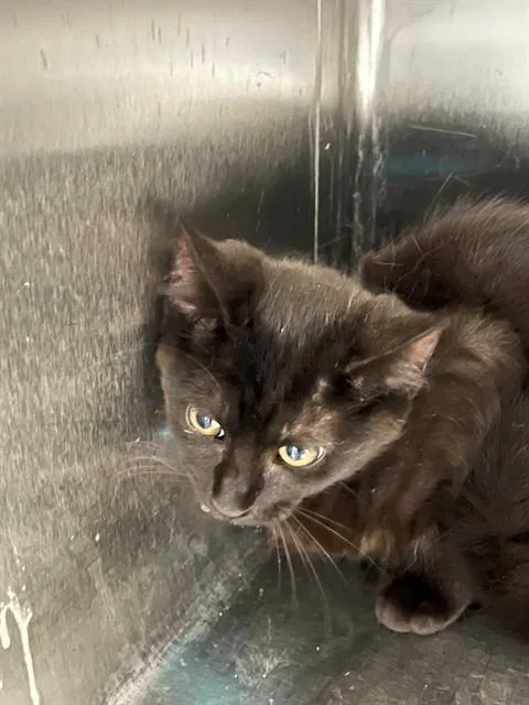 A baby small-sized female Domestic Short Hair cat named Eevee for adoption in Fayetteville, NC
