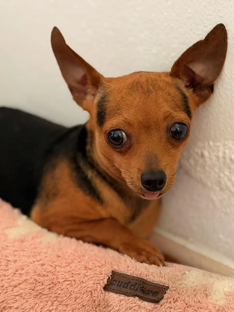 A young small-sized male Chihuahua dog named Peanut for adoption in Pleasant Valley, NY