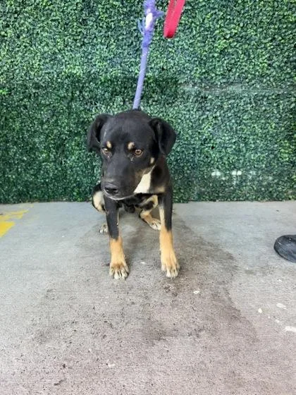 A baby medium-sized male Black Shepherd dog named 61805150 for adoption in El Paso, TX