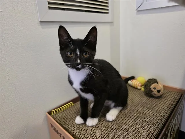 A baby small-sized female Domestic Short Hair cat named Pixie for adoption in Santa Clara, CA