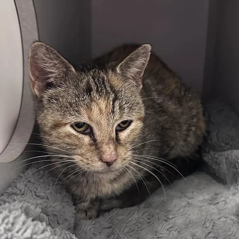 An adult medium-sized female Torbie Domestic Short Hair cat named Nanny McPhee for adoption in Mount Vernon, IN