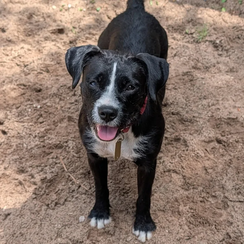 A young medium-sized female Black Jack Russell Terrier dog named Syd for adoption in Manistique, MI