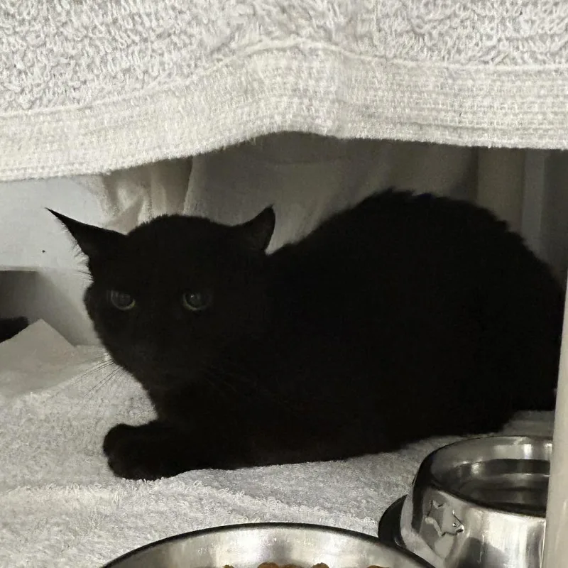 An adult medium-sized male Black Domestic Short Hair cat named Redtail for adoption in Dover, NH