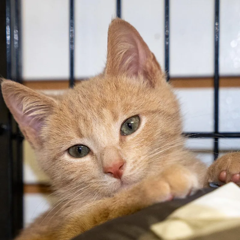 A baby small-sized male Domestic Short Hair cat named Spunky for adoption in Pawling, NY