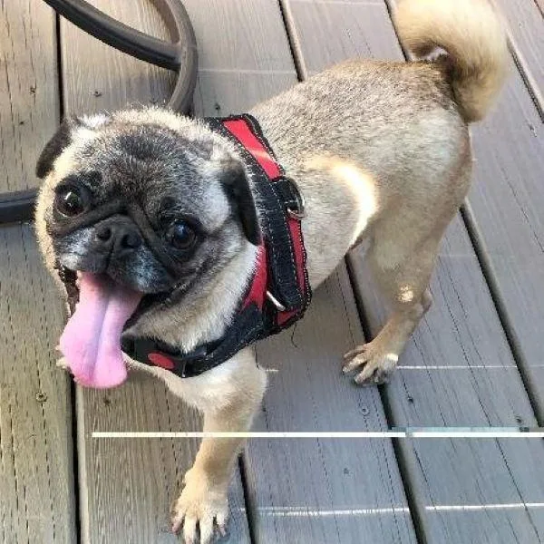 An adult small-sized female Yellow / Tan / Blond / Fawn Pug dog named Iris for adoption in Alvin, TX