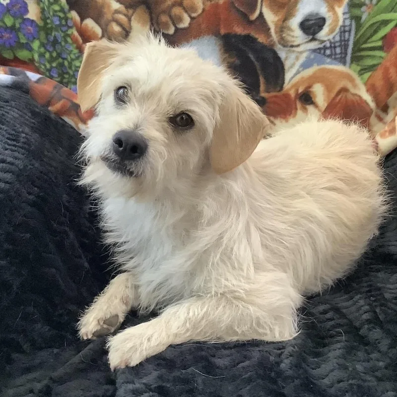 A young small-sized male White / Cream Wire Fox Terrier dog named Tom for adoption in TEMECULA, CA