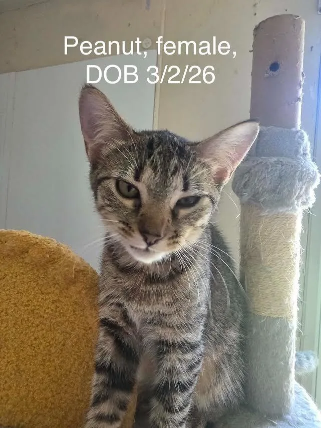 A baby small-sized female Domestic Short Hair cat named Peanut for adoption in Glenfield, NY