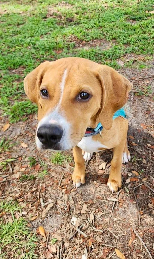 A baby medium-sized male Yellow / Tan / Blond / Fawn Hound dog named Chance for adoption in Winter Haven, FL