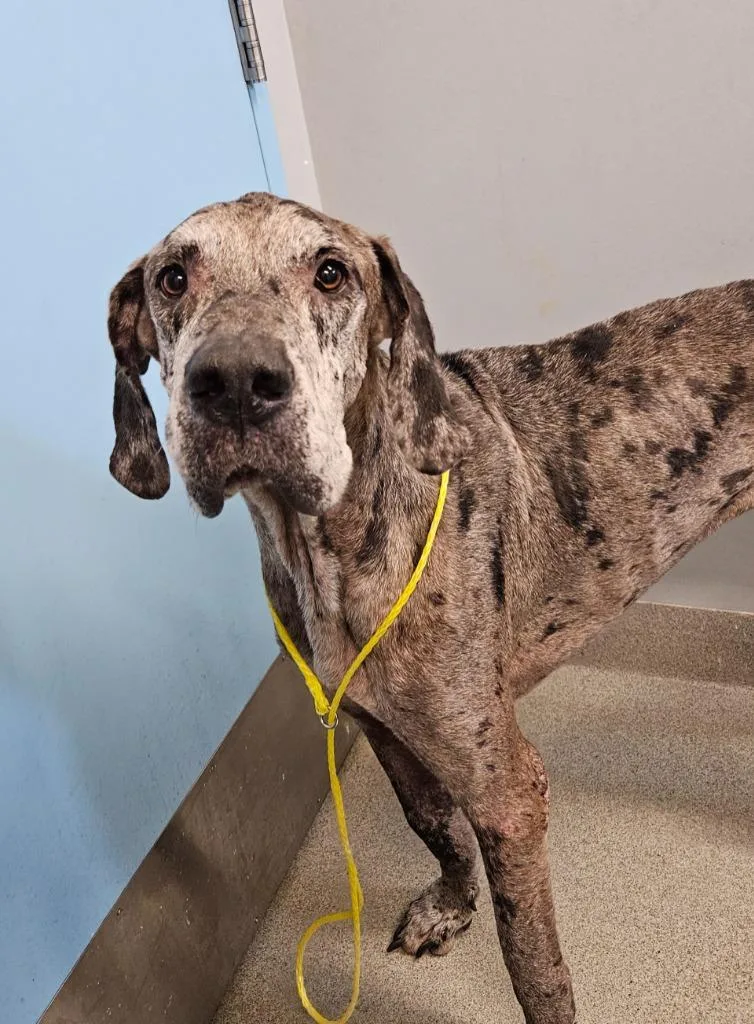 An adult medium-sized male Great Dane dog named Shorty for adoption in Bloomington, IN