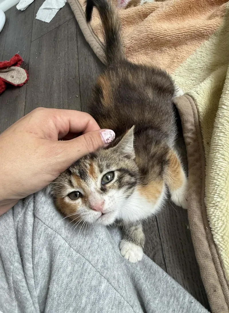 A baby medium-sized female Torbie Domestic Short Hair cat named Emma for adoption in Aberdeen, NC