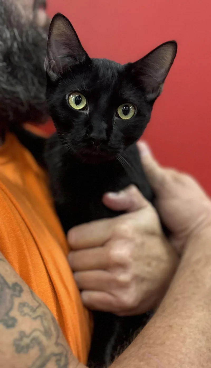 Woodchuck thumbnail 2