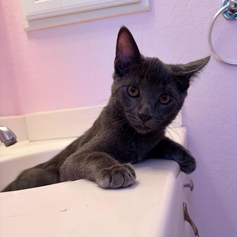 A baby small-sized male Gray / Blue / Silver Domestic Medium Hair cat named Snoopy for adoption in Long Beach, CA
