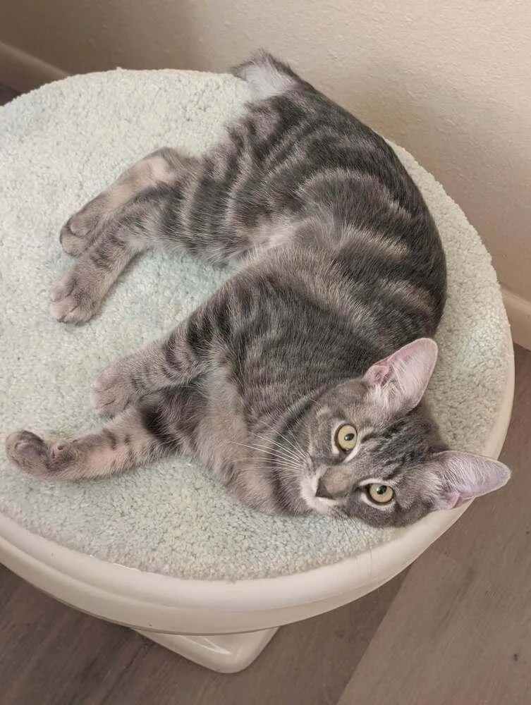 A baby medium-sized female Blue Point Domestic Short Hair cat named Gaia for adoption in tucson, AZ