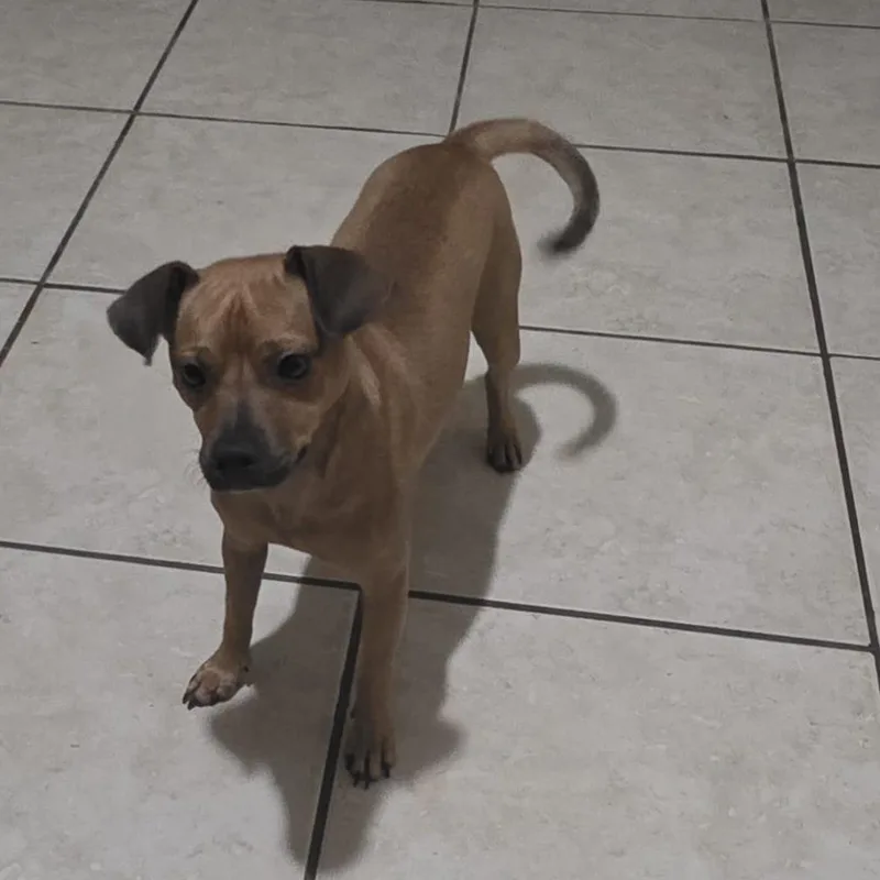 An adult small-sized male Chiweenie dog named Zeus for adoption in Albion, NY