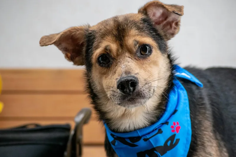 Screwdriver thumbnail 2