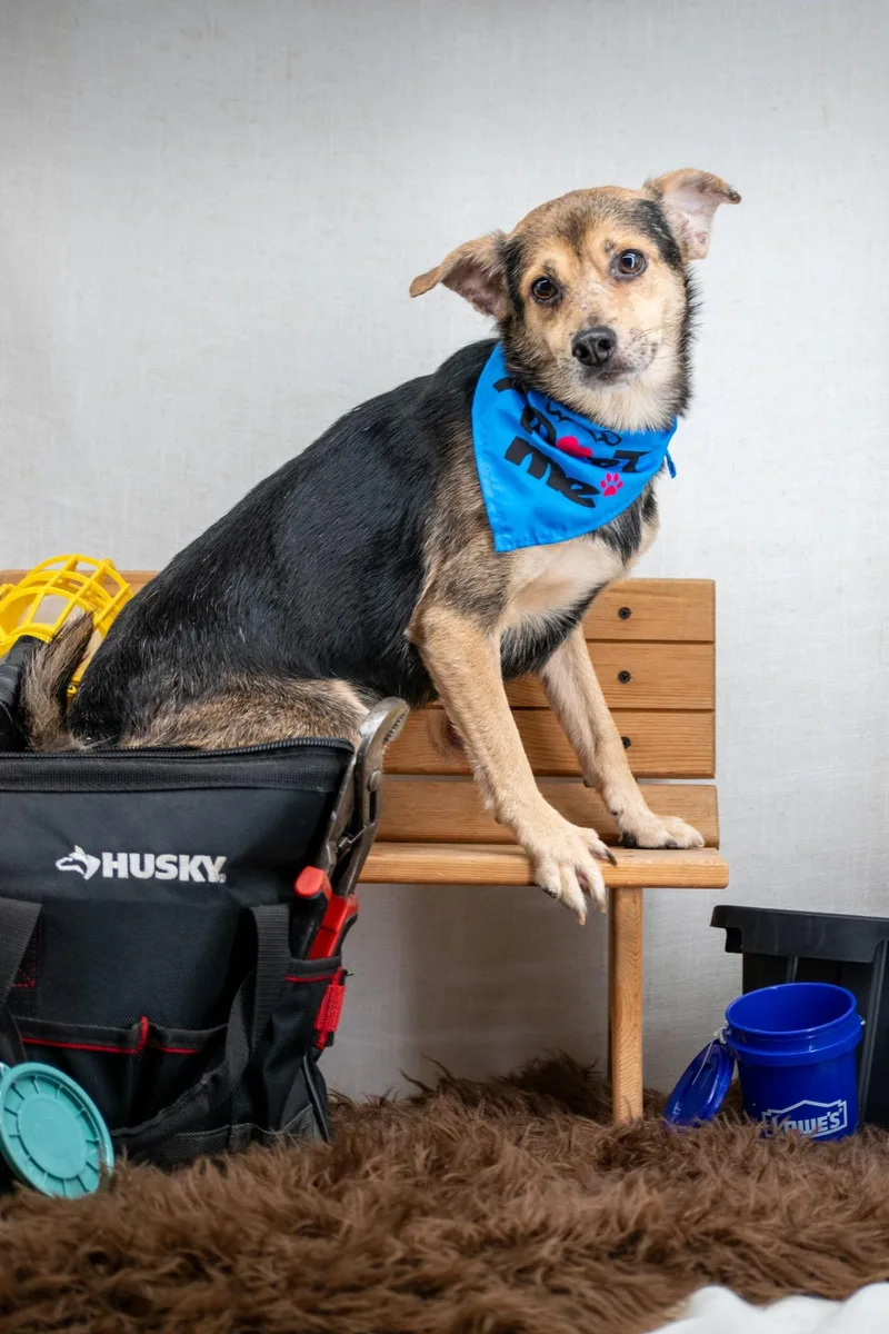 Screwdriver thumbnail 3