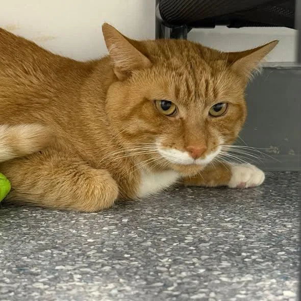 An adult medium-sized male Orange & White Domestic Short Hair cat named Flea for adoption in Madison, WI