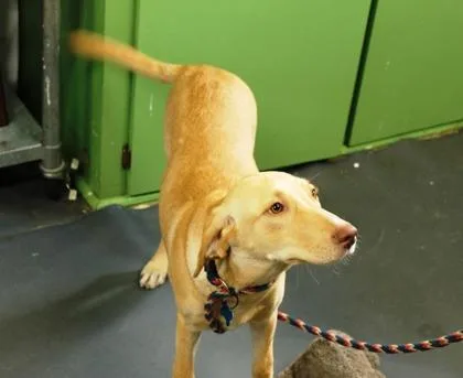 A young large-sized female Labrador Retriever dog named Georgia for adoption in Picayune, MS