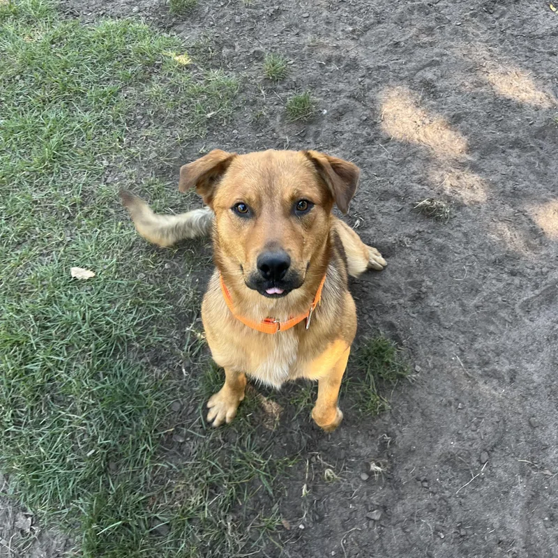 A young medium-sized male Australian Shepherd dog named Kyle for adoption in Mount Pleasant, MI