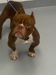 An adult small-sized male American Bulldog dog named Gremlin for adoption in Saint Cloud, FL