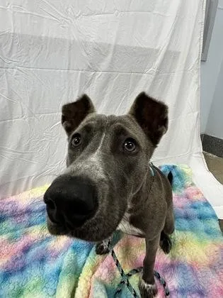 A young medium-sized female Mixed Breed dog named Sloane for adoption in Madison, NJ