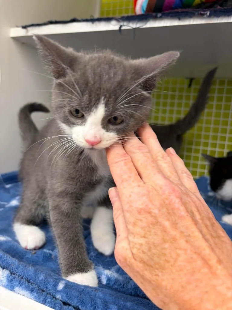 A baby small-sized female Domestic Short Hair cat named Balsam Willow for adoption in Gorham, ME